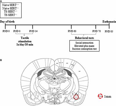 Neonatal Tactile Stimulation Alters Behaviors in Heterozygous Serotonin Transporter Male Rats: Role of the Amygdala